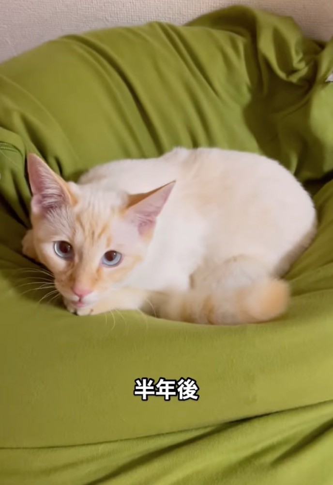 お顔にも茶色い模様