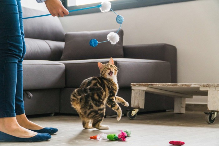 飼い主さんと遊ぶ猫