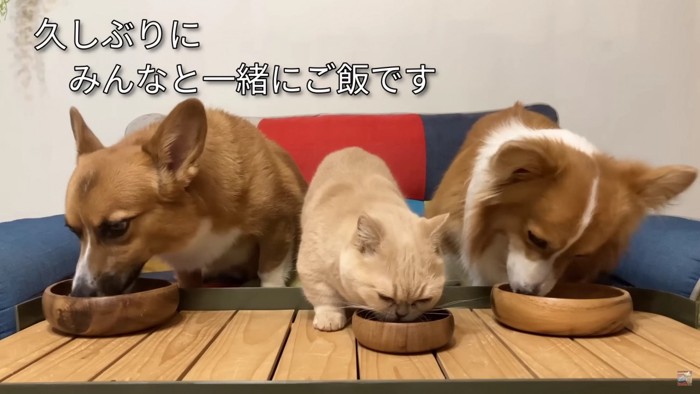 並んでごはんを食べる犬2匹と猫1匹