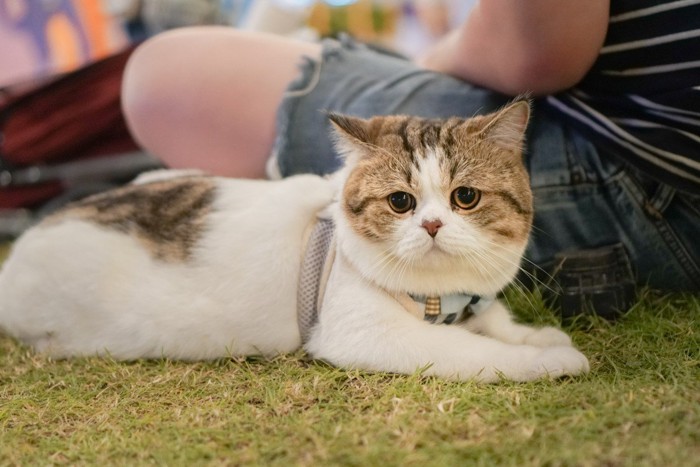 飼い主にくっついて座る猫