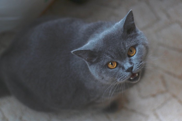 撫で要求して鳴く猫