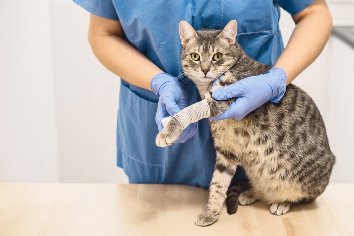 病院で治療中の猫