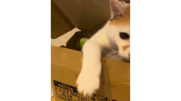 ダンボールにいる猫
