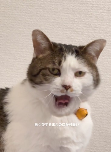 あくびする猫2