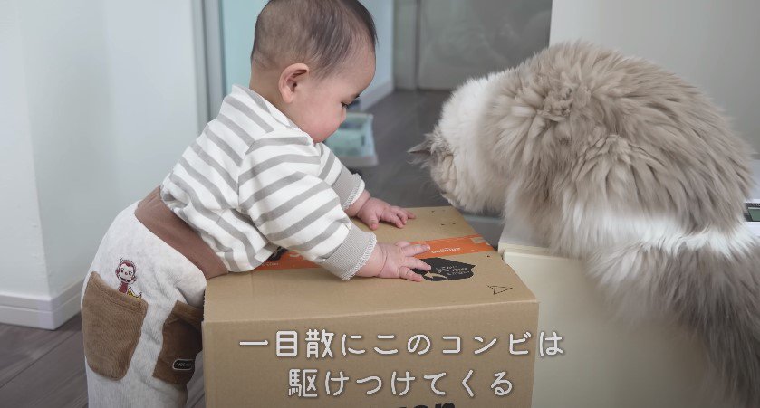 段ボールを触る赤ちゃんと猫