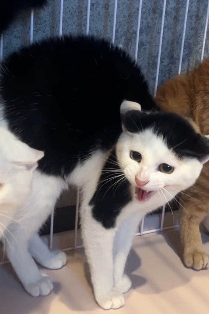 威嚇する白黒猫