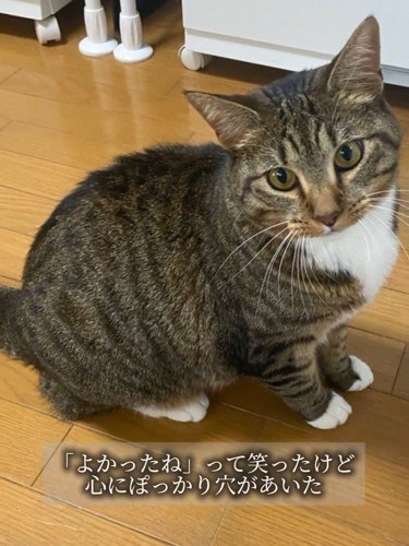 おすわりして見上げる成猫