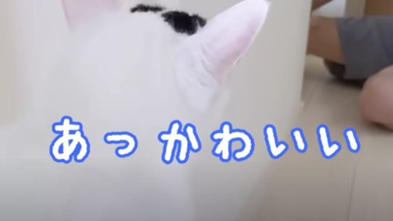 猫の後頭部