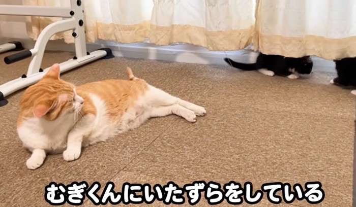 うしろを振り返る猫とそのうしろに2匹の子猫