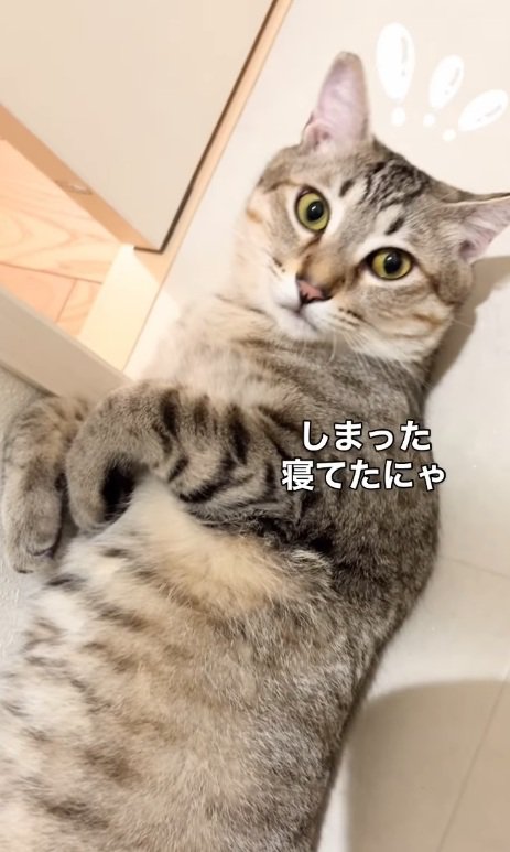 焦る猫