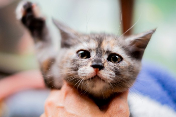 見上げる子猫