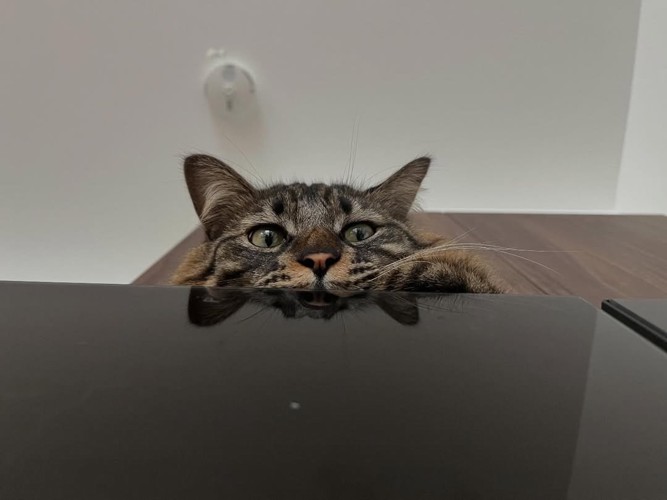 上から見ている猫