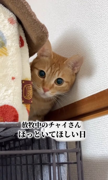 茶トラの猫