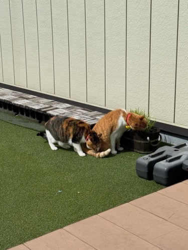 庭にいる2匹の猫