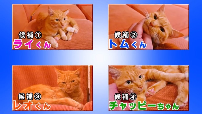 4枚のトラ猫の写真