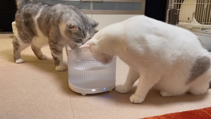 給水器を覗き込む2匹の猫