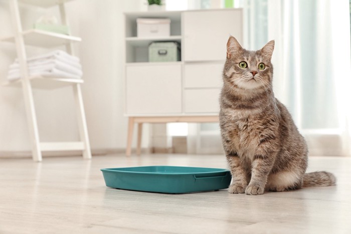 トイレの前に座る猫
