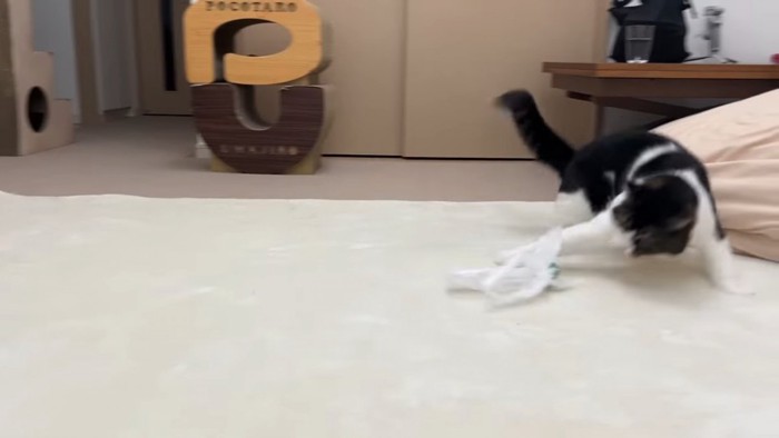 ビニール袋にタッチする猫