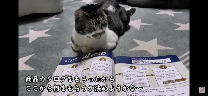 カタログをみる猫