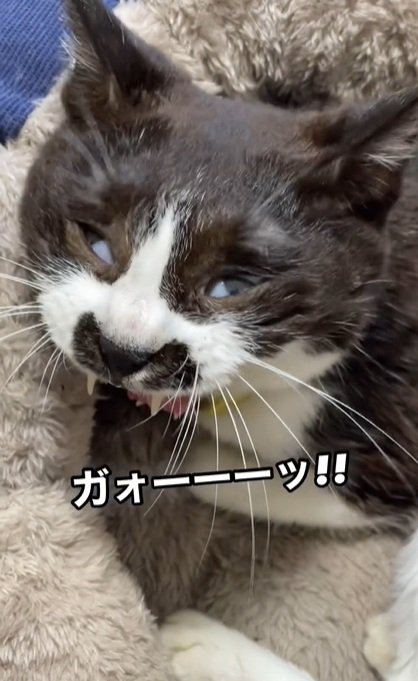 怪獣