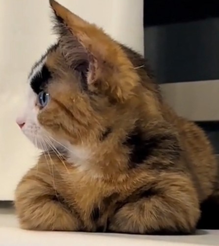 極太眉毛を生やすラニちゃん