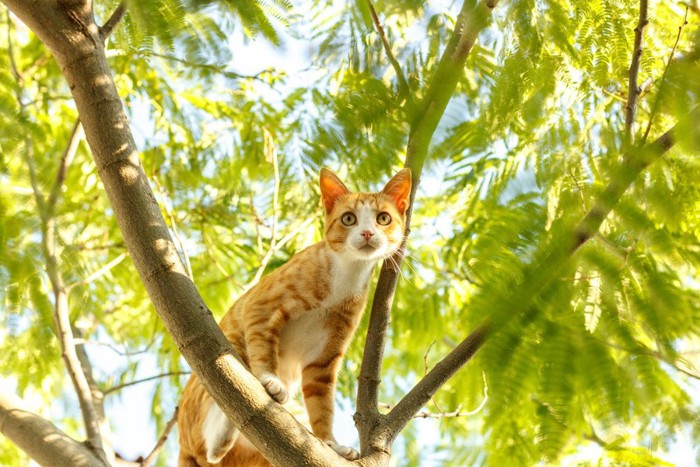 木の上の猫