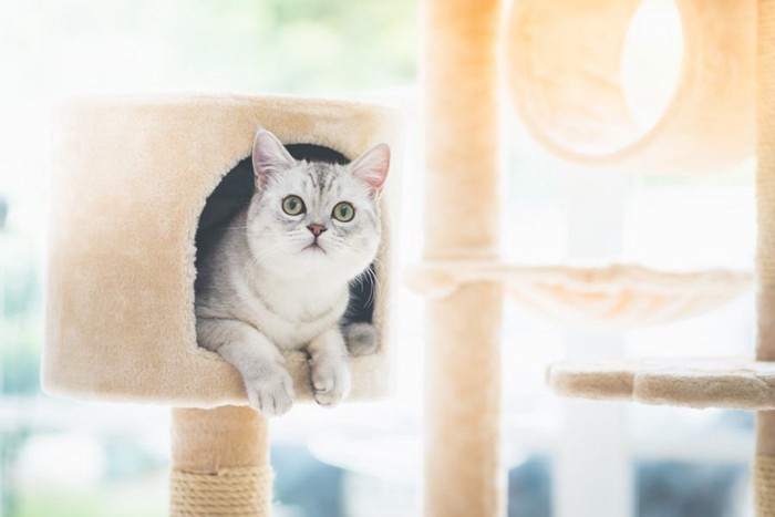 キャットタワーに居る猫