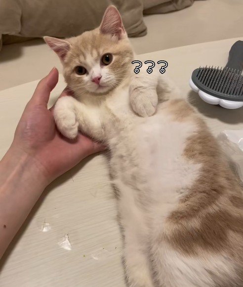 不思議そうな顔をする猫