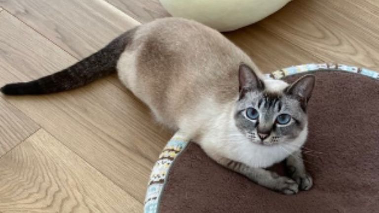 室内にいる猫