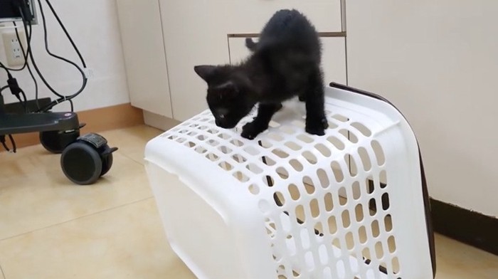 洗濯カゴの上に乗る猫