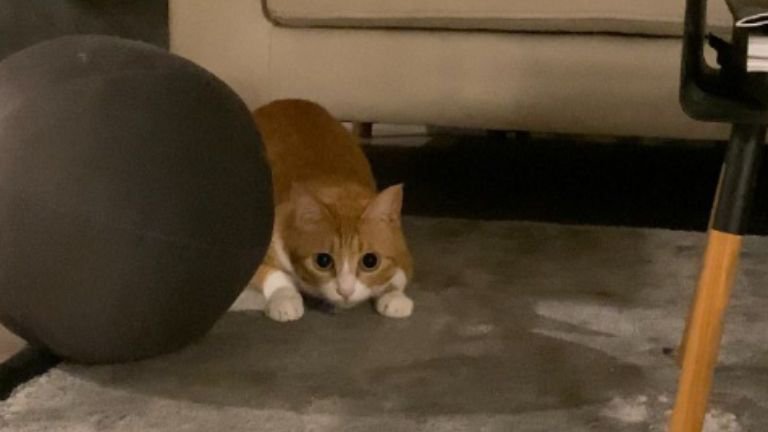 室内にいる猫