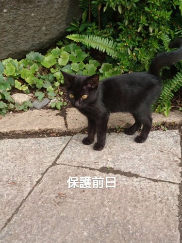 外に立っている子猫