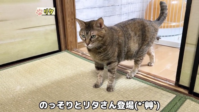 部屋の中を歩く猫