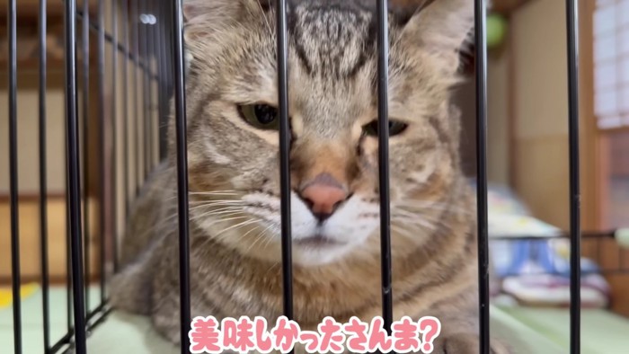 猫のアップ