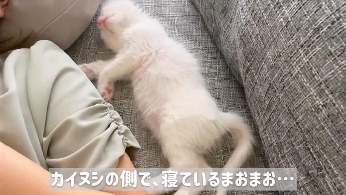 飼い主さんのそばで眠るマオくん