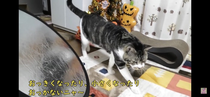 歩く猫