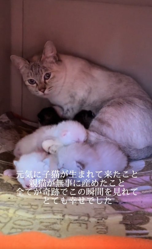 複数の子猫の後ろにいる母猫