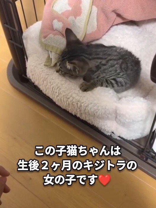 ケージの中にいる子猫