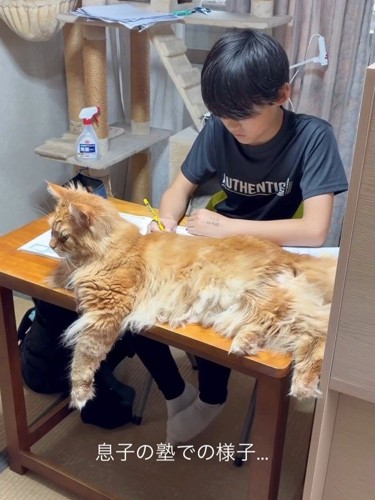 机の上にいる猫