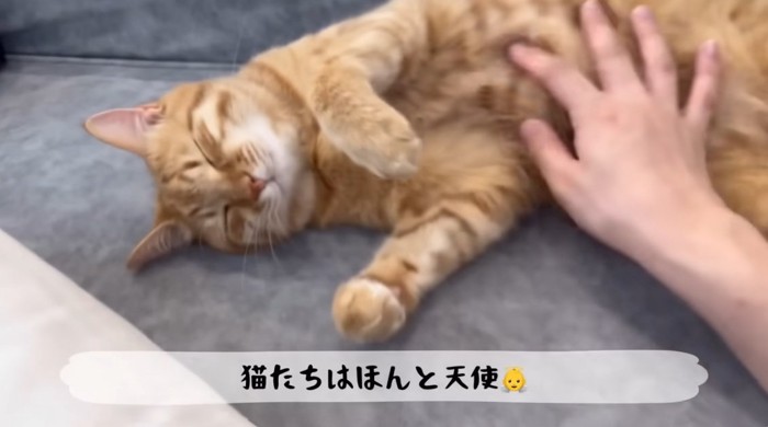 寝ているとら猫