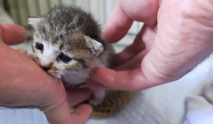 飼い主さんの手に助けを求めるももちゃん