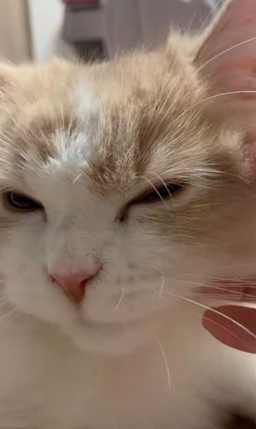 気持ちよさそうにする猫