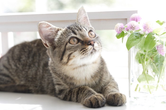 子猫と花