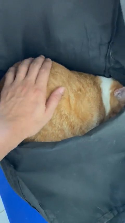 背中を触られる猫