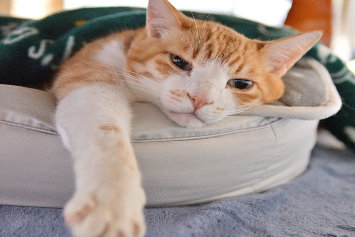 猫ベッドでブランケットをかけてくつろぐ猫