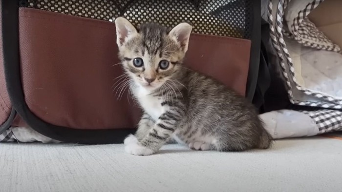 お座りする1匹のキジトラ子猫