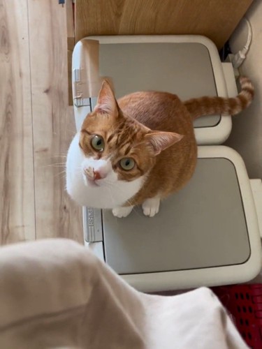 見上げる猫