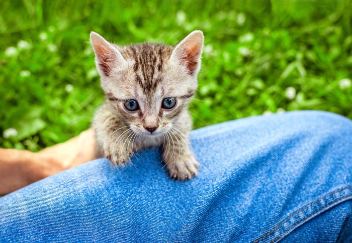 ジーンズの膝の上に乗ろうとする子猫