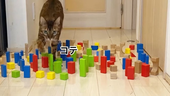 積み木を少し倒して歩く猫