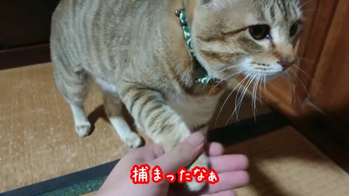 再び手を掴まれる猫